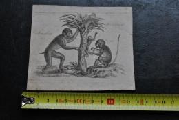 Petite Gravure Au Noir (12,5 X 10,5 Cm) De Différents Singes Au Palmier Mancabees Senswer Af. Nachtigall Buffon XIXè - Estampes & Gravures