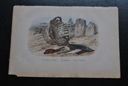 Gravure Couleurs (27,5 X 18 Cm) De Buffon XIXè La Trigle Grondin Le Merlan La Raie Batis Poisson Mer Océan  - Estampes & Gravures