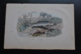 Gravure Couleurs (27,5 X 18 Cm) De Buffon XIXè Le Barbeau La Carpe La Tanche Poisson Rivière étang Fleuve - Estampes & Gravures