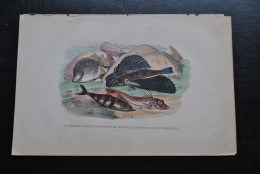 Gravure Couleurs (27,5 X 18) Buffon XIXè Le Chétodon Argus Dactyloptère Pirapede Centronote Pilote Trigle Lyre Poisson - Estampes & Gravures