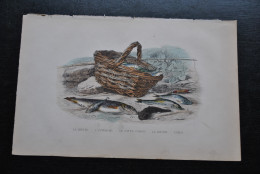 Gravure Couleurs (27,5 X 18) Buffon XIXè La Truite L'épinoche Le Cotte Chabot Le Goujon L'able Poisson Rivière étang  - Estampes & Gravures