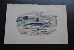 Gravure Couleurs (27,5 X 18) Buffon XIXè Le Thon Le Maquereau Poisson Mer Océan Ancre Bateau Rivage - Estampes & Gravures