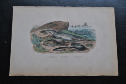 Gravure Couleurs (27,5 X 18) Buffon XIXè Le Brochet La Perche L'anguille Poisson Rivière étang Fleuve Pêche - Estampes & Gravures