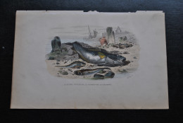 Gravure Couleurs (27,5 X 18) Buffon XIXè Le Blennie Ovovivipare La Trachine Vive Le Gade Morue Poisson Mmer Océan Bateau - Estampes & Gravures