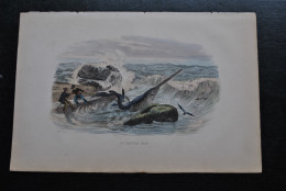 Gravure Couleurs (27,5 X 18) Buffon XIXè Le Squale Scie échoué Plage Scène Animée Bord De Mer Poisson Océan Requin - Estampes & Gravures