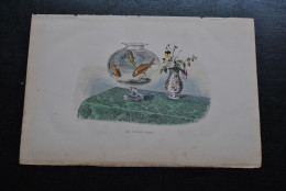 Gravure Couleurs (27,5 X 18) Buffon XIXè Le Cyprin Doré Aquarium Rond Vase Delft Imari? Poisson Eau Douce Rivière - Estampes & Gravures