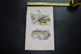 Gravure Couleurs (27,5 X 18) Buffon XIXè La Nasique La Vipère Fer De Lance Le Serpent à Lunettes Serpentes Ophidien - Estampes & Gravures