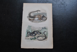 Gravure Couleurs (27,5 X 18) Buffon XIXè Le Boiquira La Couleuvre à Collier L'orvet Serpent Serpentes Ophidien - Estampes & Gravures