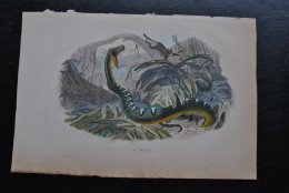 Gravure Couleurs (27,5 X 18) Buffon XIXè Le Bojobi Serpent Serpentes Ophidien Snake Boa - Estampes & Gravures