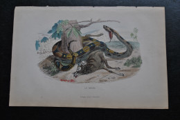 Gravure Couleurs (27,5 X 18) Buffon XIXè Le Devin Scène Animée Serpent Serpentes Boa Adolphe Deros Bruxelles Ophidien - Estampes & Gravures