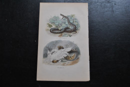 Gravure Couleurs (27,5 X 18) Buffon XIXè La Vipère Commune Le Céraste Serpent Serpentes Ophidien - Estampes & Gravures