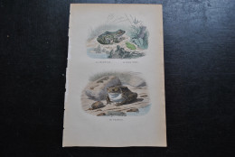 Gravure Couleurs (27,5 X 18) Buffon XIXè La Grenouille La Raine Verte Le Crapaud Batracien Amphibien Rana - Estampes & Gravures