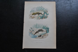 Gravure Couleurs (27,5 X 18) Buffon XIXè La Salamandre Terrestre à Queue Plate Batracien Amphibien Adolphe Deros Triton - Estampes & Gravures