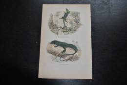 Gravure Couleurs (27,5 X 18) Buffon XIXè Le Lézard Vert Le Porte-crée Batracien Amphibien Reptile T'sas - Estampes & Gravures