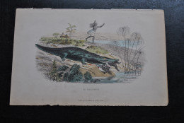 Gravure Couleurs (27,5 X 18) Buffon XIXè Le Crocodile Dévorant Un Enfant Scène Animée Hutte Batracien Amphibien Delavau - Estampes & Gravures