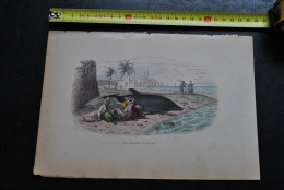 Gravure Couleurs (27,5 X 18) Buffon XIXè Dauphin Vulgaire échoué Sur Une Plage Scène Animée Bord De Mer Palais Ottoman - Estampes & Gravures