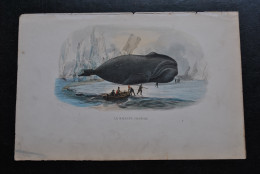 Gravure Couleurs (27,5 X 18) Buffon XIXè La Baleine Franche échouée Sur La Plage Scène Animée Bord De Mer Océan Cétacé - Estampes & Gravures