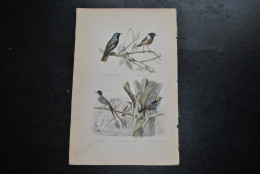 Gravure Couleurs (27,5 X 18) Buffon XIXè Le Rouge-queue Traquet Savana Gobe-mouche Roux Septicolor Oiseau Ornithologie - Estampes & Gravures