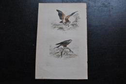 Gravure Couleurs (27,5 X 18 Cm) Buffon XIXè La Buse Le Milan Rapace Oiseau Ornithologie - Estampes & Gravures