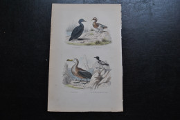 Gravure Couleurs (27,5 X 18 Cm) Buffon XIXè La Macreuse La Sarcelle L'albatros Le Pétrel Blanc Et Noir Ornithologie - Estampes & Gravures