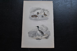 Gravure Couleurs (27,5 X 18) Buffon XIXè Le Grèbe Huppé Le Castagneux L'imbrim Ornithologie Oiseau Colymbe Glacial - Estampes & Gravures