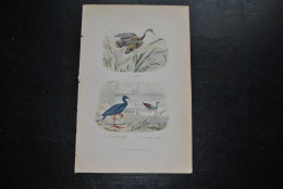 Gravure Couleurs (27,5 X 18) Buffon XIXè Le Caurale La Poule Sultane La Poule D'eau Ornithologie Adolphe Deros Bruxelles - Stampe & Incisioni