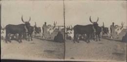 Photo Stéréoscopique Tchad Fort Lamy Bœuf Sur La Place Du Marché - Stereoscopio