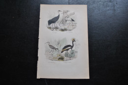 Gravure Couleurs (27,5 X 18) Buffon XIXè La Grue La Cigogne Le Courlis L'oiseau Royal Ornithologie Oiseau échassier - Stampe & Incisioni