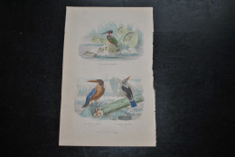 Gravure Couleurs (27,5 X 18) Buffon XIXè Le Martin Pêcheur Gros Bec Tête Grise Ornithologie Oiseau D'eau A.E DELAVAU Bxl - Stampe & Incisioni