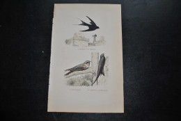 Gravure Couleurs (27,5 X 18) Buffon XIXè L'hirondelle De Cheminée L'engoulevent Le Martinet à Ventre Blanc Ornithologie - Stampe & Incisioni