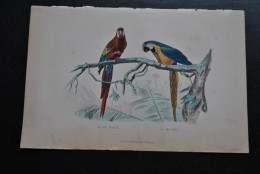 Gravure Couleurs (27,5 X 18) Buffon XIXè Le Ara Bleu Le Ara Rouge Perroquet Ornithologie A.E. DELAVAU & Cie Bruxelles - Stampe & Incisioni