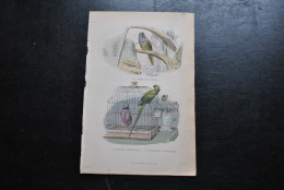 Gravure Couleurs (27,5 X 18) Buffon XIXè La Perruche Souris à Moustaches à Collier Rose Ornithologie A.E. DELAVAU & Cie - Stampe & Incisioni