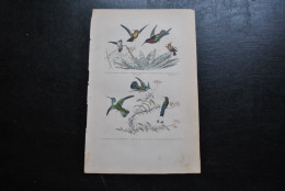 Gravure Couleurs (27,5 X 18) Buffon XIXè Le Petit L'oiseau Mouche Colibri Grenat Jacobine Huppé à Raquettes Ornithologie - Stampe & Incisioni