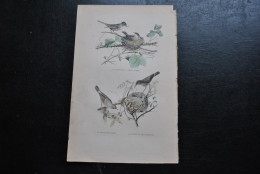 Gravure Couleurs (27,5 X 18) Buffon XIXè La Fauvette à Tête Noire Fauvette Grise Fauvette Des Roseaux Ornithologie Nid - Stampe & Incisioni