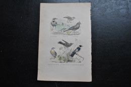 Gravure Couleurs (27,5 X 18) Buffon XIXè Calandre Alouette Des Marais Cochevis Gobe-mouche De Lorraine Ornithologie - Stampe & Incisioni