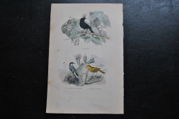 Gravure Couleurs (27,5 X 18) Buffon XIXè Le Drongo Le Figuier De Fer Le Figuier Tacheté Ornithologie Cactus - Stampe & Incisioni