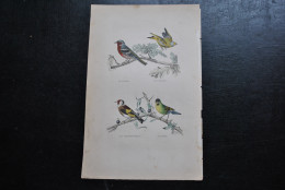 Gravure Couleurs (27,5 X 18) Buffon XIXè Le Pinson Verdier Chardonneret Tarin Ornithologie Oiseaux De Jardin - Stampe & Incisioni