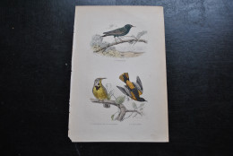 Gravure Couleurs (27,5 X 18 Cm) Buffon XIXè L'étourneau De La Louisiane Le Baltimor Ornithologie Oiseau - Stampe & Incisioni