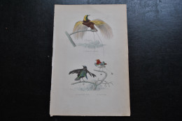 Gravure Couleurs (27,5 X 18 Cm) Buffon XIXè L'oiseau De Paradis Le Manucode Noir Ornithologie - Stampe & Incisioni