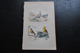 Gravure Couleurs (27,5 X 18 Cm) Buffon XIXè La Caille La Perdrix Rouge Grise La Grive Le Loriot Ornithologie Oiseau - Stampe & Incisioni