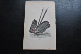 Gravure Couleurs (27,5 X 18 Cm) Buffon XIXè L'Argus Ornithologie Oiseau Géant Phasianidae Paon - Stampe & Incisioni