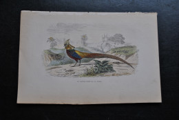 Gravure Couleurs (27,5 X 18 Cm) Buffon XIXè Le Faisan Doré De La Chine Ornithologie Décor De Pont Tricolor Huppé - Stampe & Incisioni