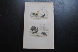 Gravure Couleurs (27,5 X 18) Buffon XIXè Le Coq La Poule Le Dindon Pintade Ornithologie Oiseau Décor De Basse-cour Puits - Stampe & Incisioni