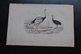 Gravure Couleurs (27,5 X 18) Buffon XIXè L'autruche Le Casoar Ornithologie Oiseau Coureur - Stampe & Incisioni