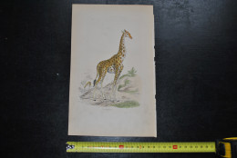 Gravure Couleurs (27,5 X 18 Cm) Buffon XIXè La Girafe Mammifère Afrique Savane - Stampe & Incisioni