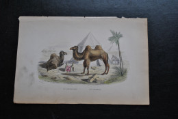 Gravure Couleurs (27,5 X 18 Cm) Buffon XIXè Le Dromadaire Le Chameau Mammifère Scène Animée Désert Pyramides Bédouins - Stampe & Incisioni