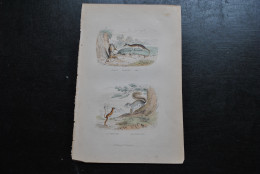 Gravure Couleurs (27,5 X 18 Cm) Buffon XIXè Sarigues Mâle Et Femelle La Gerboise Le Petit Gris Mammifère A.E. DELAVAU - Stampe & Incisioni