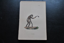 Gravure Couleurs (23 X 16 Cm) Buffon Le Petit Gibbon Gibon Primate Singe Cabinet De Curiosités Lejeune Bruxelles 1833 - Estampes & Gravures