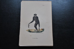 Gravure Couleurs (23 X 16 Cm) Buffon Le Grand Gibbon Gibon Primate Singe Cabinet De Curiosités Lejeune Bruxelles 1833 - Estampas & Grabados