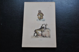 Gravure Couleurs (23 X 16 Cm) Buffon Le Magot Primate Singe Cabinet De Curiosités Lejeune Bruxelles 1833 - Estampes & Gravures